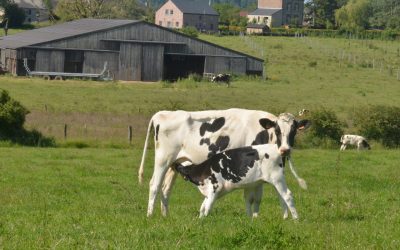 [Dossier] Concilier élevage et bien-être animal (partie 3/3)