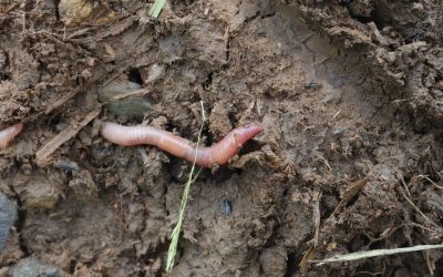 Vers de terre, ces inconnus