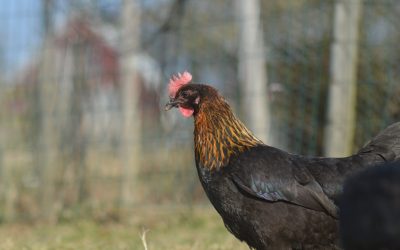 Ne sauvons pas les poules de l’abattoir