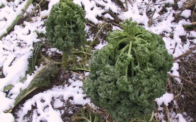 Le temps des récoltes hivernales