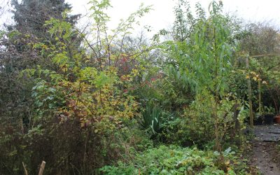 Jardins-forêts, entre résilience et diversité