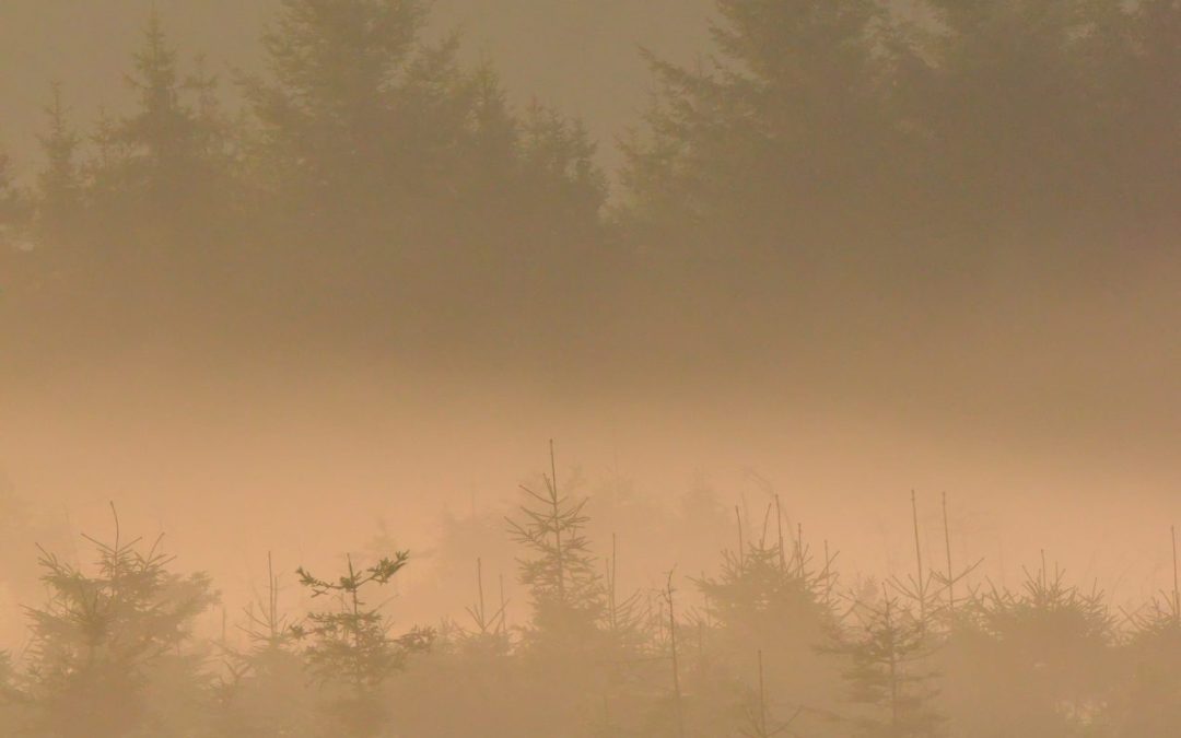 La compensation carbone : méditations atmosphériques