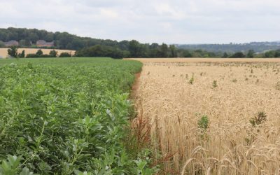 [Dossier] Quantifier les externalités positives de la bio (partie 1/5)